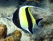 Halfterfisch - Photo und Copyright by  HeliWeb