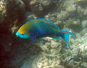 Papageifisch (Blauband) - Photo und Copyright by  HeliWeb