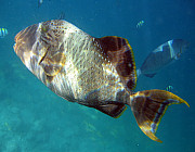 Drckerfisch (Lagunen) - Photo und Copyright by  HeliWeb