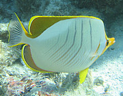 Butterflyfish (Yellowhead) - Photo und Copyright by  HeliWeb