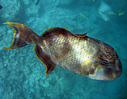 Drckerfisch (Lagunen) - Photo und Copyright by  HeliWeb