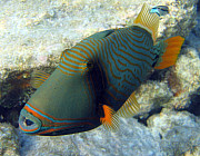 Drckerfisch (Orangestreifen) - Photo und Copyright by  HeliWeb