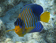 Kaiserfisch (Pfauen) - Photo und Copyright by  HeliWeb