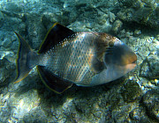 Drckerfisch (Lagunen) - Photo und Copyright by  HeliWeb