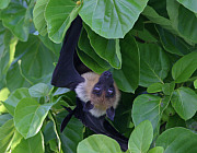 Fledermaus - Photo und Copyright by  HeliWeb