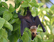 Fledermaus - Photo und Copyright by  HeliWeb