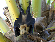 Fledermaus - Photo und Copyright by  HeliWeb