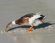 Ente - Photo und Copyright by  HeliWeb