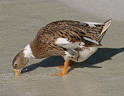 Ente - Photo und Copyright by  HeliWeb