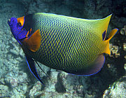 Kaiserfisch (Imperator) - Photo und Copyright by  HeliWeb