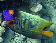 Kaiserfisch (Imperator) - Photo und Copyright by  HeliWeb