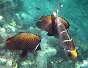 Kaiserfisch - Photo und Copyright by  HeliWeb