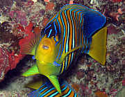 Kaiserfisch (Pfauen) - Photo und Copyright by Norbert Ertl