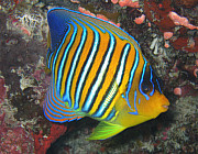 Kaiserfisch (Pfauen) - Photo und Copyright by Norbert Ertl