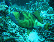 Drckerfisch (Riesen) - Photo und Copyright by Norbert Ertl
