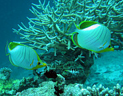 Butterflyfish (Yellowhead) - Photo und Copyright by Norbert Ertl