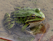 Frosch - Photo und Copyright by  HeliWeb