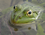 Frosch - Photo und Copyright by  HeliWeb