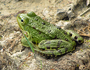 Frosch - Photo und Copyright by  HeliWeb