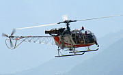 Helops - Photo und Copyright by Bruno Siegfried