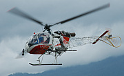 Helops - Photo und Copyright by Nick Dpp