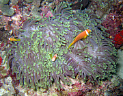 Anemonen Fish (Malediven) - Photo und Copyright by Norbert Ertl
