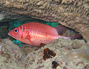 Red Snapper - Photo und Copyright by Norbert Ertl